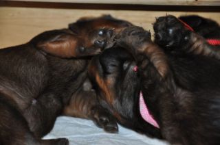 Jamniki d�ugow�ose